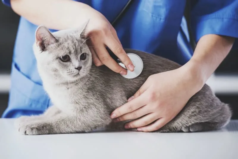 How Often Do You Take a Cat to the Vet?