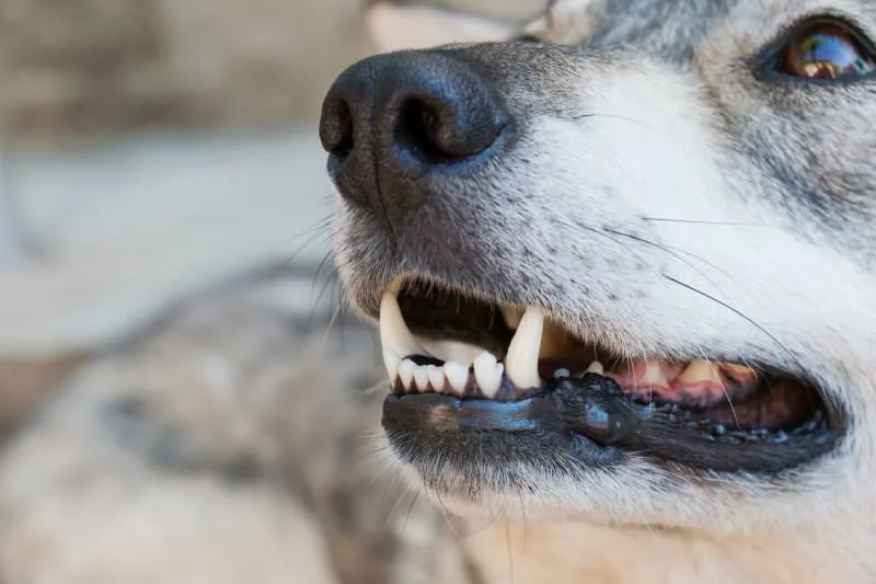 Common Dental Issues in Dogs