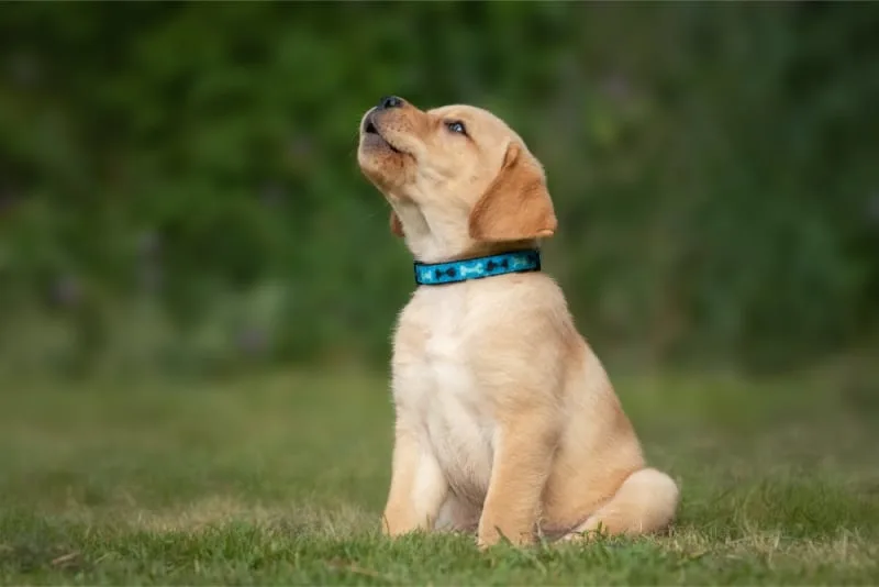 Importance of Parasite Control in Dogs