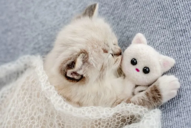 Newborn Kittens: When Do Kittens Open Their Eyes?
