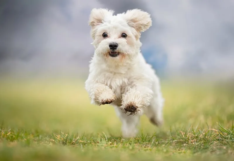 Where To Leave Your Dog While On Vacation or Away From Home