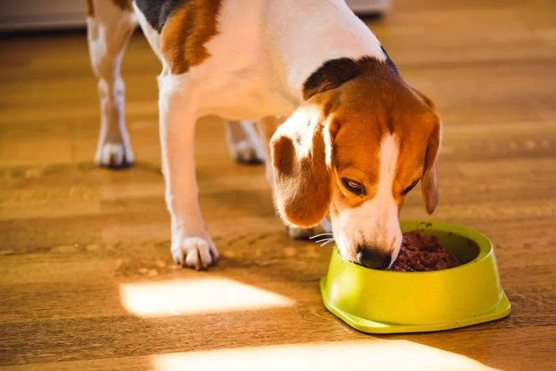 The Best Dog Food for Senior Dogs