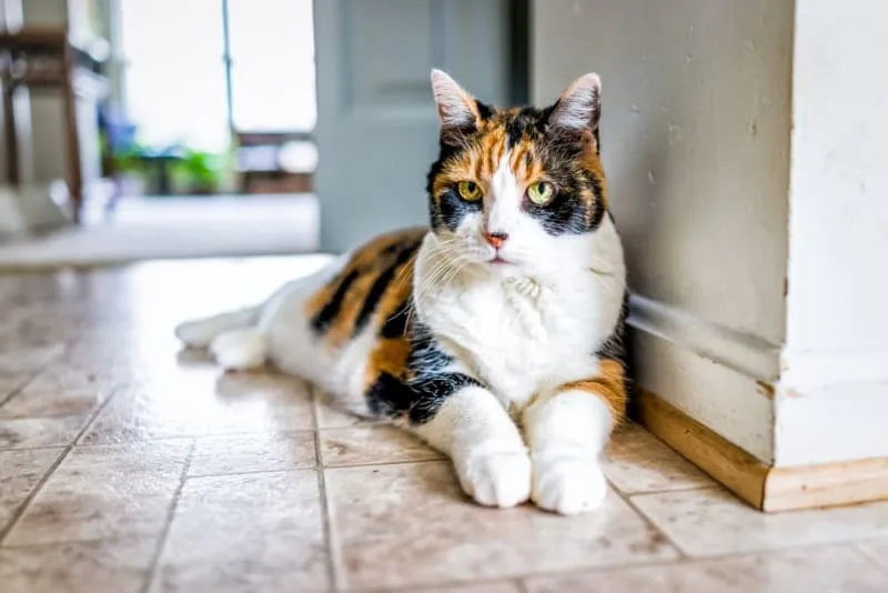 How to Tell a Cat's Age