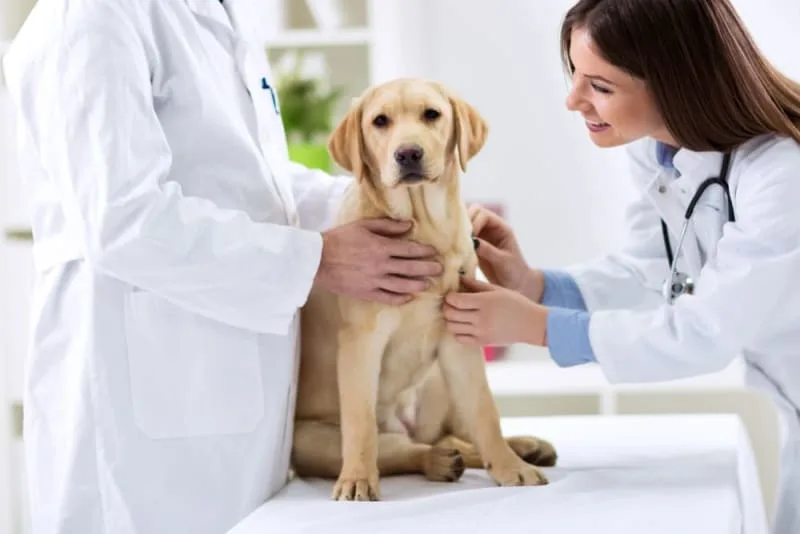 Bumps on a Dog's Skin: Could It Be Cancer?