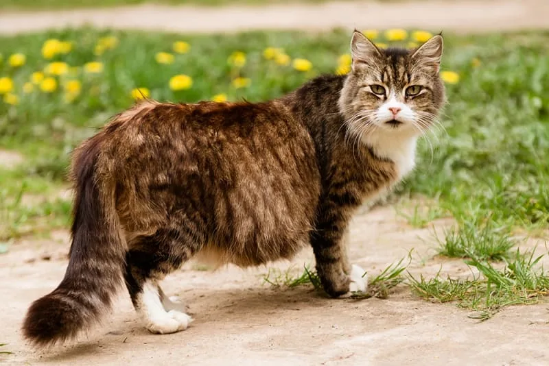 How to Tell if a Cat is Pregnant