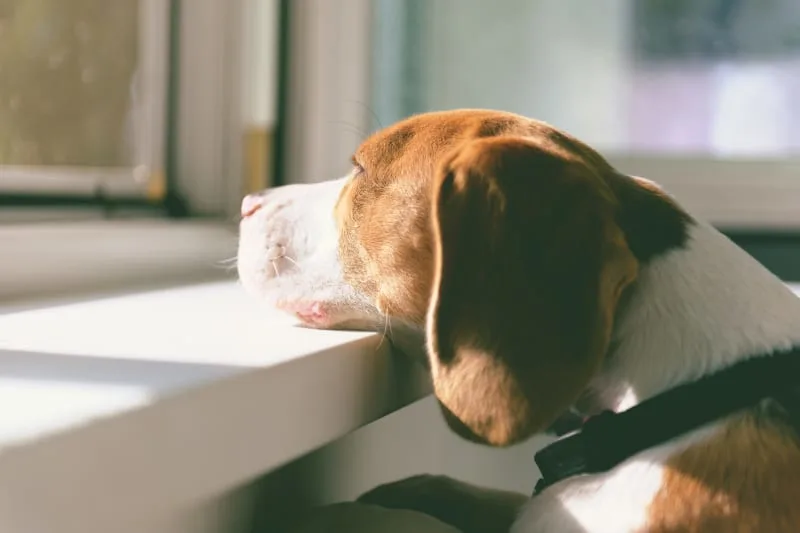 Anxiety and Depression in Dogs: How To Help