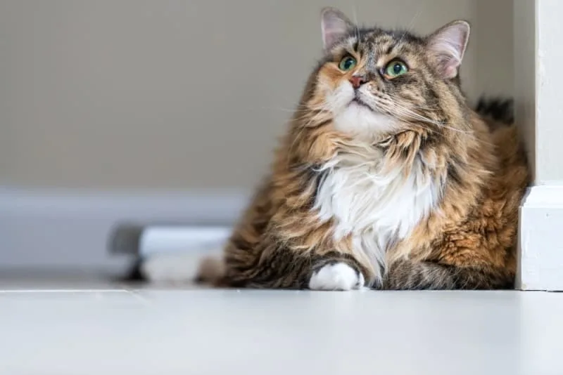 Old Cats: Caring for Senior Cats