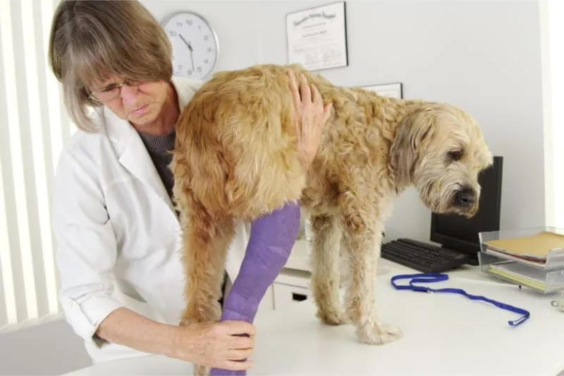 Dog Knee Surgery