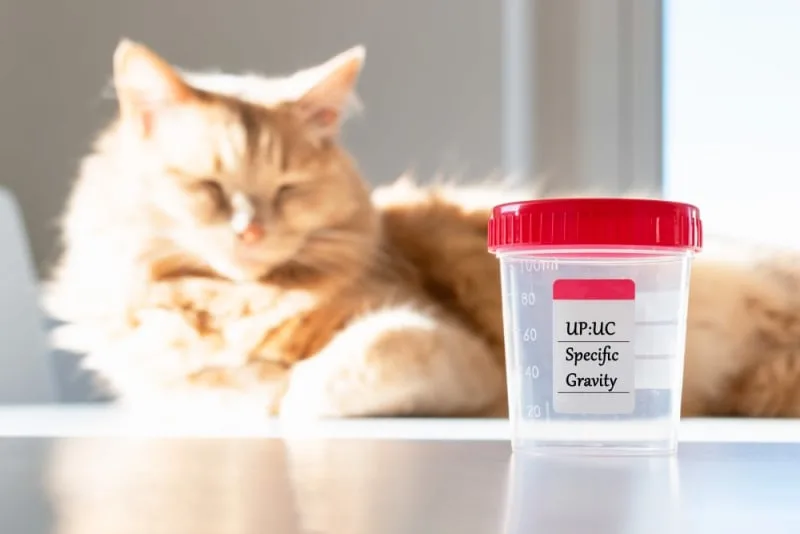 Why Does My Pet Need a Urinalysis?