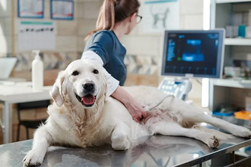 Ultrasound for Dogs & Cats: What Pet Owners Want to Know