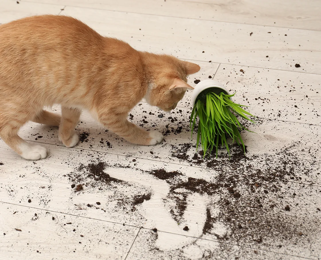 orange tabby knocking over plant and scattering dirt