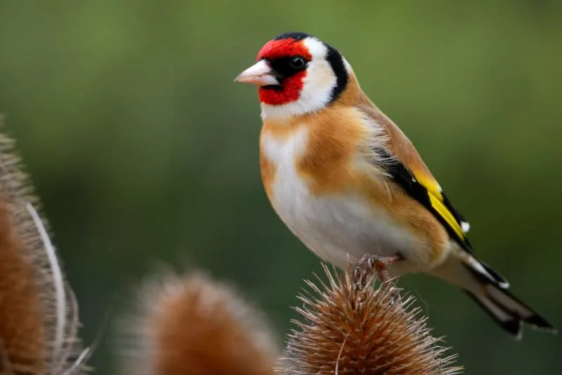 Birds That Sing