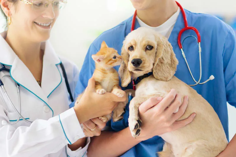 Why Is Routine Vet Care Important For Pets?
