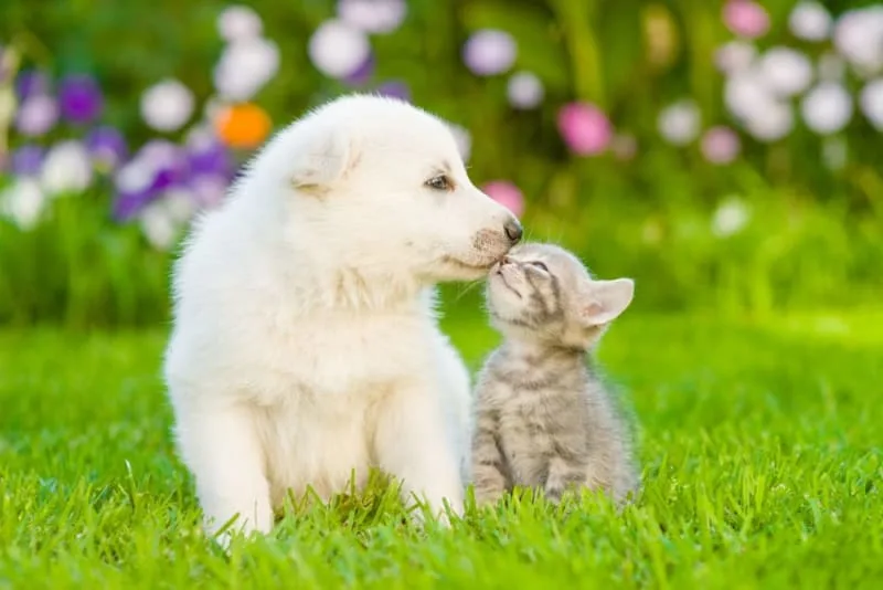 Puppy & Kitten: Are They a Good Match?