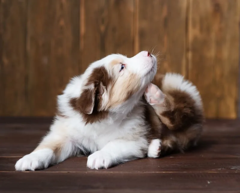 Fleas: Spotting the Itchy Enemy of Cats and Dogs