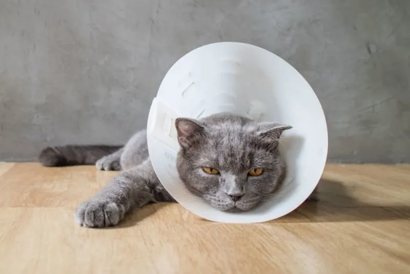 Cat Hernia: Symptoms, Surgery, and Cost