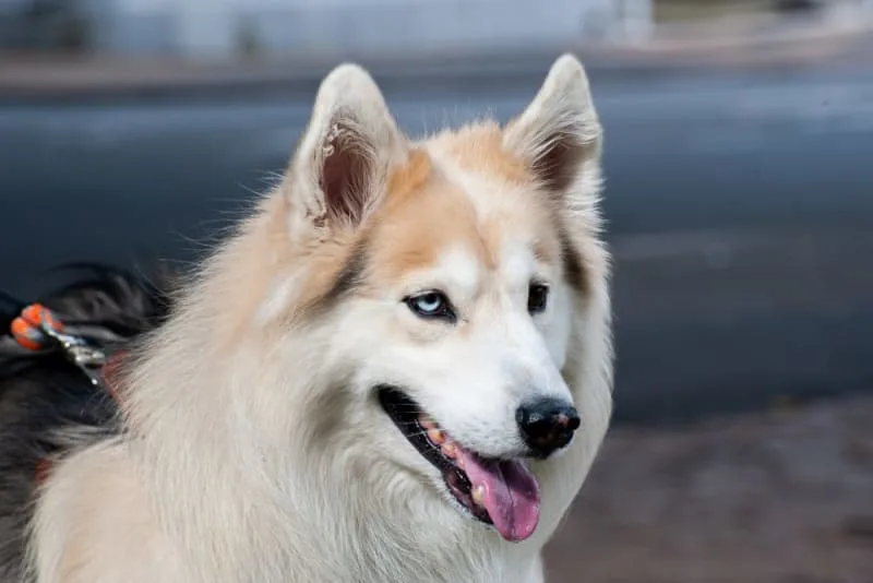 Dental Disease in Dogs