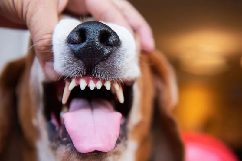 Cavities in Dogs: Causes, Symptoms & Treatment