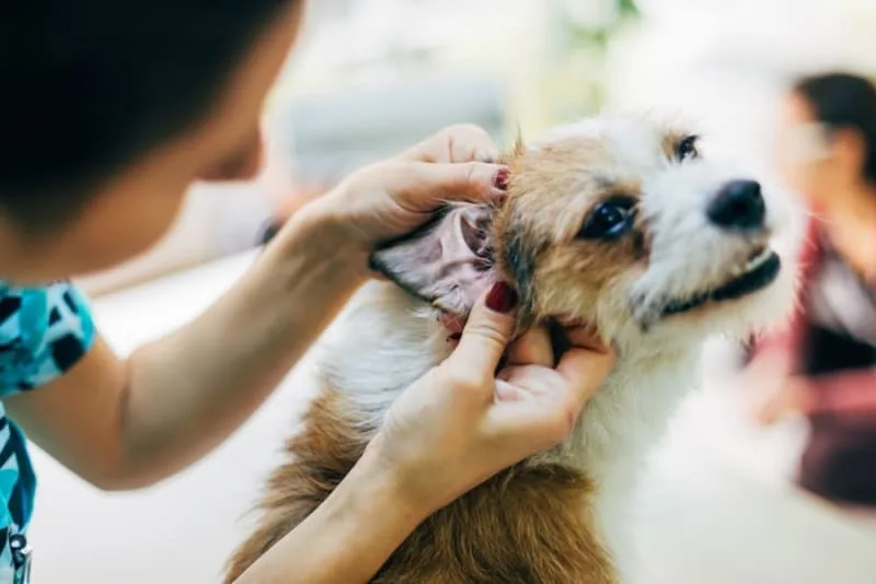 Signs & Symptoms of Dog Ear Infections