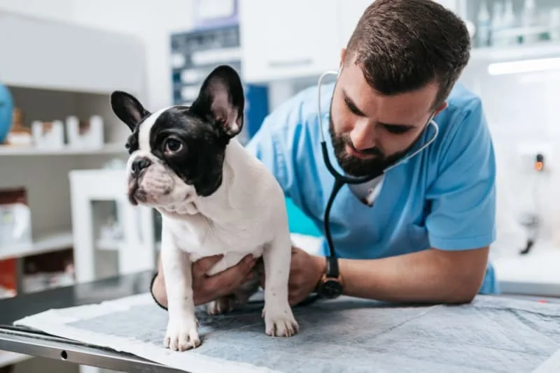 Bladder Infection in Dogs