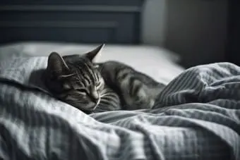 How Can I Tell If My Cat Has Been Poisoned