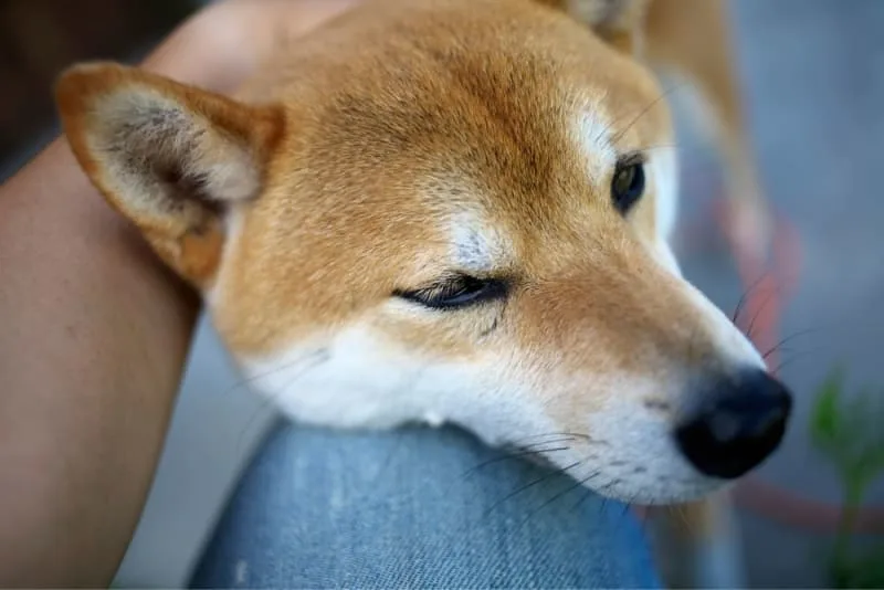How To Recognize Spider Bites On Dogs