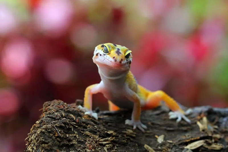 Guidelines for Caring For a Pet Reptile