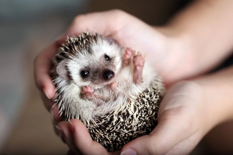 Hedgehog Facts and Considerations
