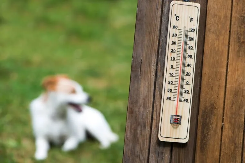 Heatstroke in Dogs - Signs, Treatment & Prevention