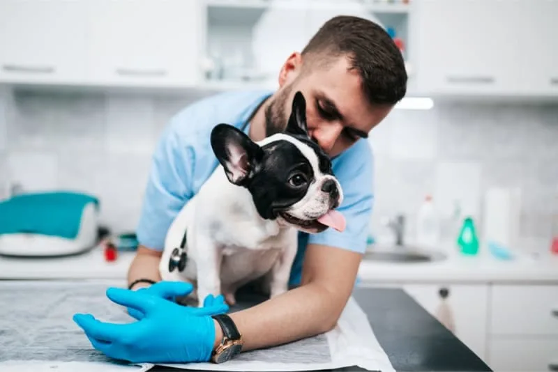 Where Can I Get Vaccines for My Dog?