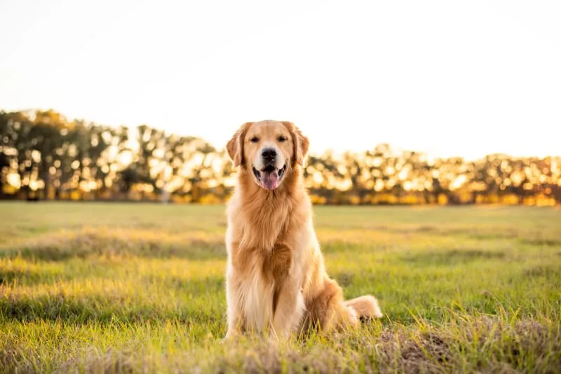 About Anaplasmosis in Dogs