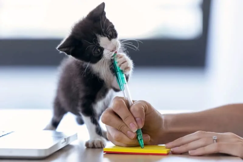 Kitten Teething