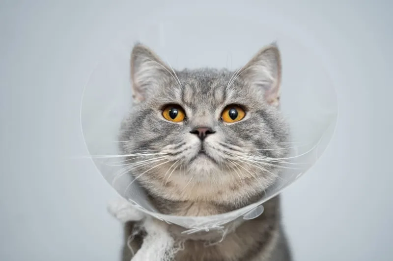Is My Cat Recovering From Surgery Right?