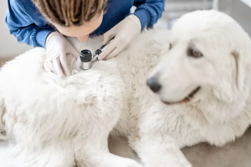 Nutrition, Skin & Dogs