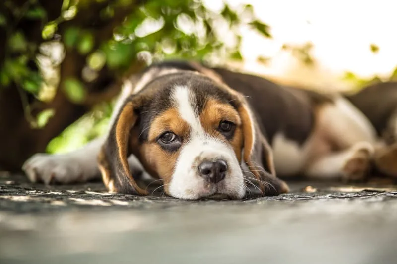Hookworm in Dogs: Signs, Treatment & Prevention