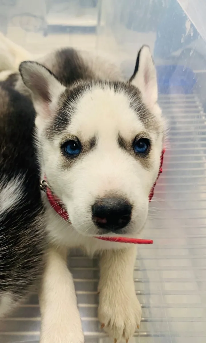 Emergency Vet for Dogs in Yucaipa