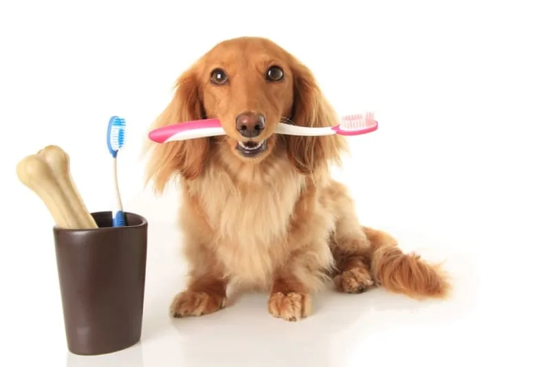 5 Reasons Why Dog Dental Care is Important