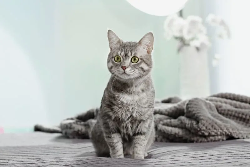 Male Cat Before & After Neutering: Behavior & Recovery