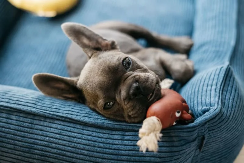 Leaving a Puppy at Home Alone for the First Time