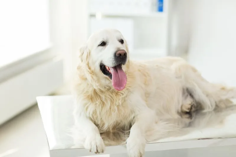 Can a Vaccinated Dog Get Rabies?
