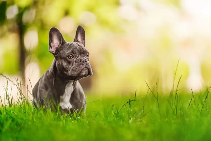 Hookworm in Dogs: Signs, Treatment & Prevention