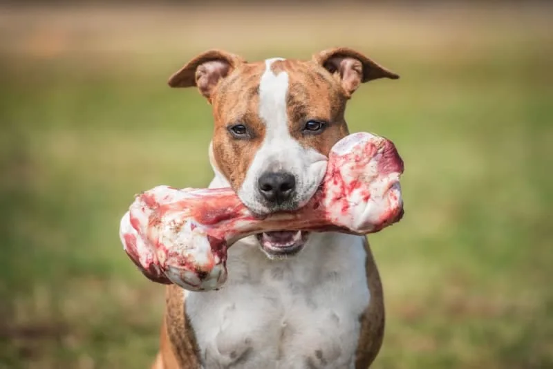 Dog Bone Safety: Can Dogs Eat Bones?