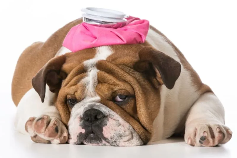 What is Bordetella in Dogs?