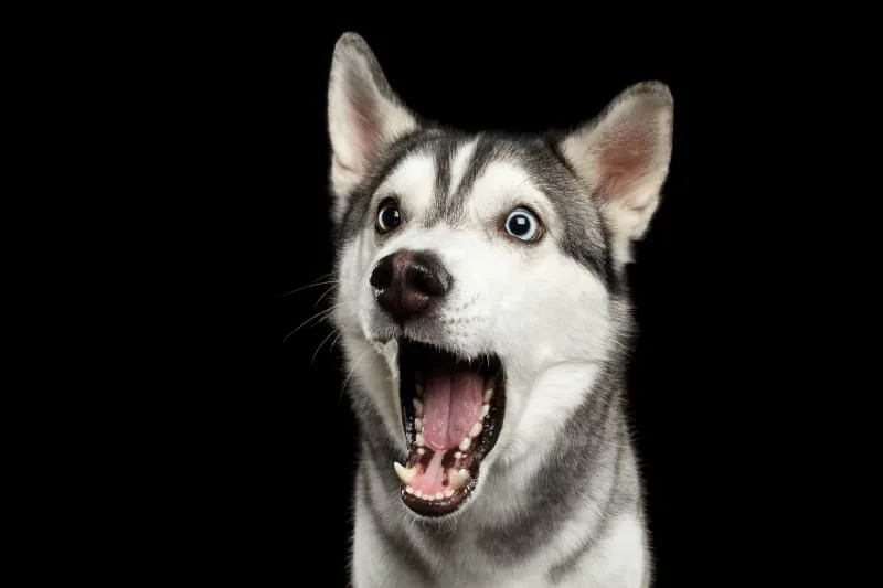 Dog Dental Care: How to Care For Your Dog's Teeth