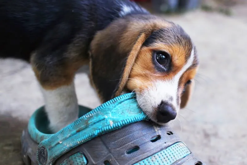 Why Does My Dog Eat Everything?