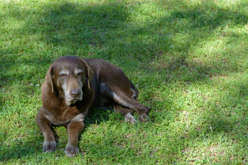 Chronic Pain in Dogs