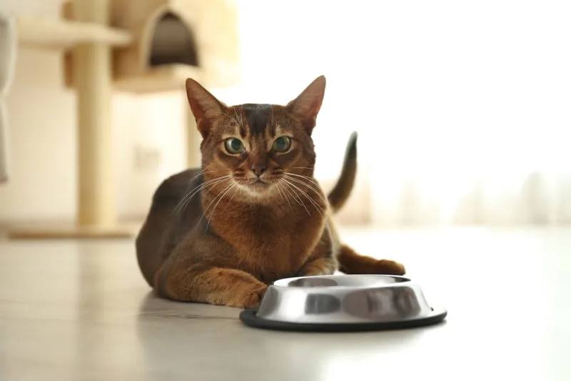 Why Your Cat Isn't Eating