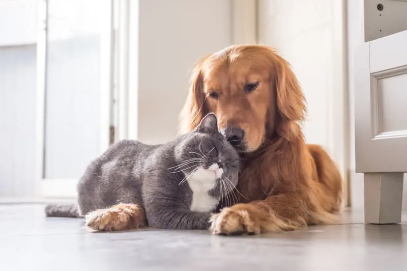 My Pet Can't Stand & Keeps Falling: Causes & What to Do