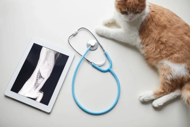 Diagnostic Imaging for Your Dog or Cat