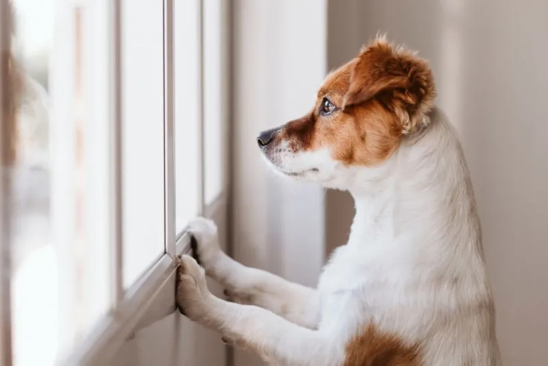 How Long Can You Leave a Dog Alone?